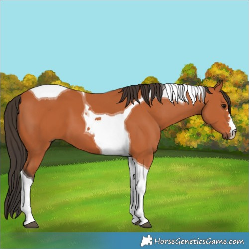 Horse Color:Bay Tobiano 