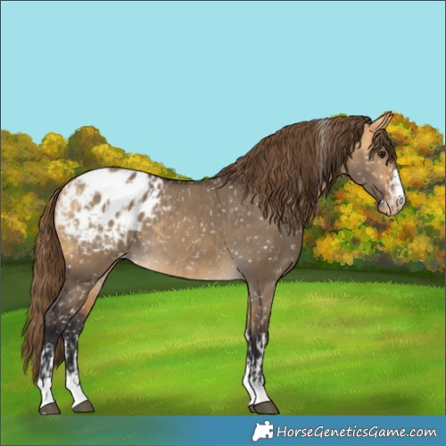 Horse Color:Buckskin Dun Blanket and Buckskin Dun Blanket