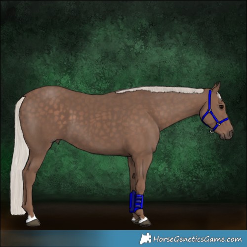 Horse Color:Silver Black