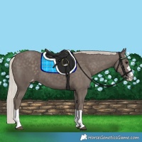 Horse Color:Silver Black Appaloosa