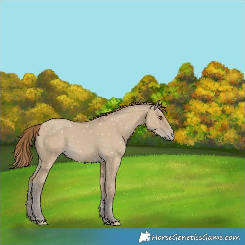 Horse Color:Classic Cream Champagne Dun Snowflake Varnish  and Classic Cream Champagne Dun Snowflake Varnish Rabicano 