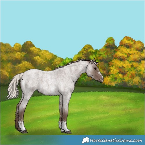 Horse Color:Silver Blue Roan Sabino 