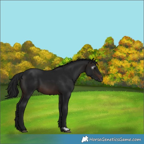 Horse Color:Gray Brown