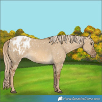 Horse Color:Chocolate Palomino Dun Blanket  and Chocolate Palomino Dun Blanket Rabicano 