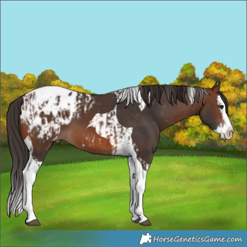 Horse Color:Brown Splash Tobiano Appaloosa and Brown Splash Tobiano Appaloosa
