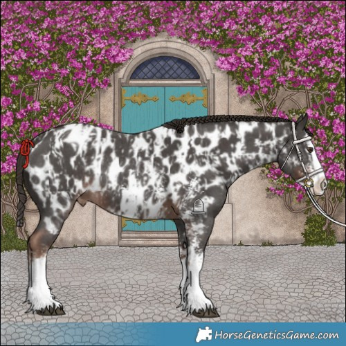 Horse Color:Liver Chestnut Sabino Splash Appaloosa  and Liver Chestnut Sabino Splash Appaloosa Rabicano 