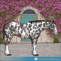 Horse Color:Liver Chestnut Sabino Splash Near Leopard  and Liver Chestnut Sabino Splash Near Leopard Rabicano 
