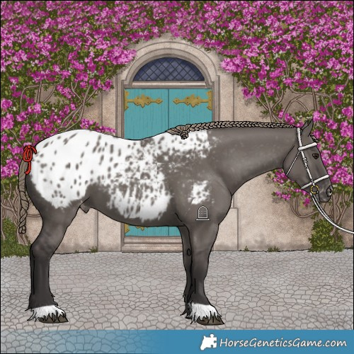 Horse Color:Smoky Grullo Blanket