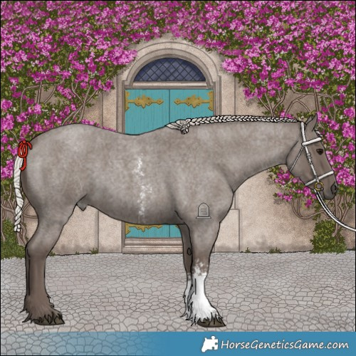 Horse Color:Silver Blue Roan Sabino