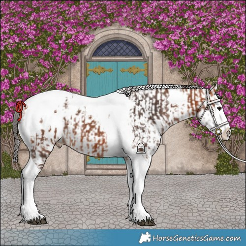 Horse Color:Bay Splash Tobiano Blanket  and White Spotted Bay Splash Blanket 