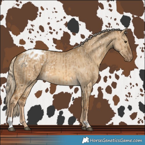 Horse Color:Chocolate Palomino Dun Snowflake Varnish  and Chocolate Palomino Dun Varnish 
