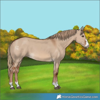 Horse Color:Red Dun