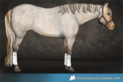 Horse Color:Buckskin Roan Dun Appaloosa and Silver Buckskin Roan Dun Appaloosa
