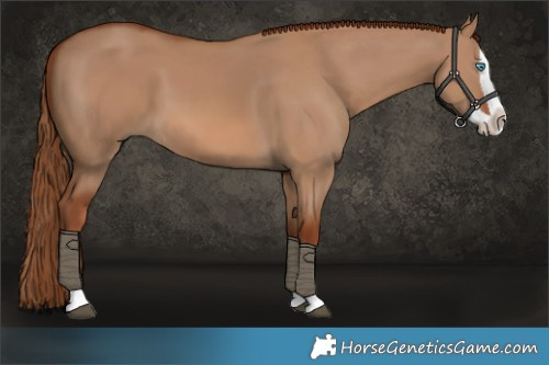 Horse Color:Red Dun Splash 