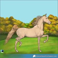 Horse Color:Gold Champagne 