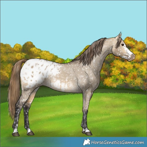Horse Color:Buckskin Dun Blanket and Buckskin Dun Frame Blanket