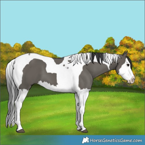 Horse Color:Grullo Splash Tobiano