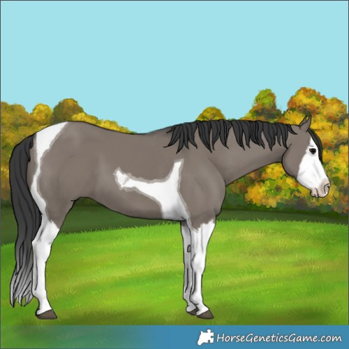 Horse Color:Grullo Splash Tobiano