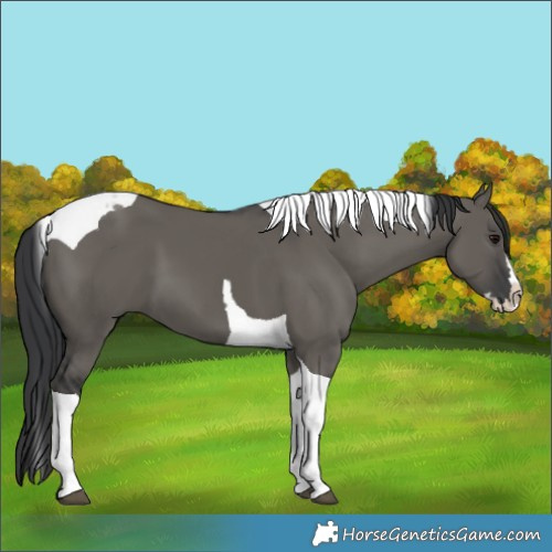 Horse Color:Grullo Splash Tobiano