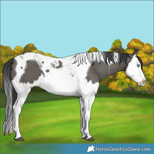 Horse Color:Grullo Splash Tobiano 