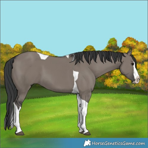 Horse Color:Grullo Splash Tobiano 