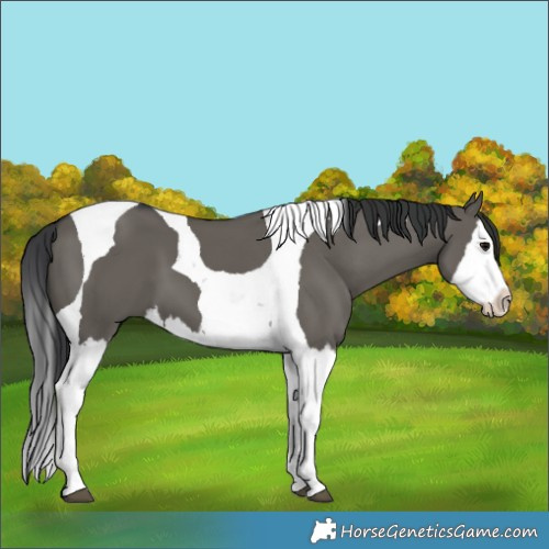 Horse Color:Grullo Splash Tobiano 