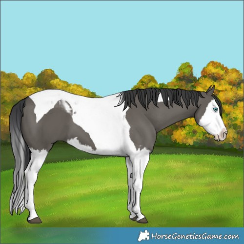 Horse Color:Grullo Splash Tobiano 