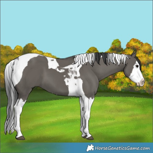 Horse Color:Grullo Splash Tobiano 