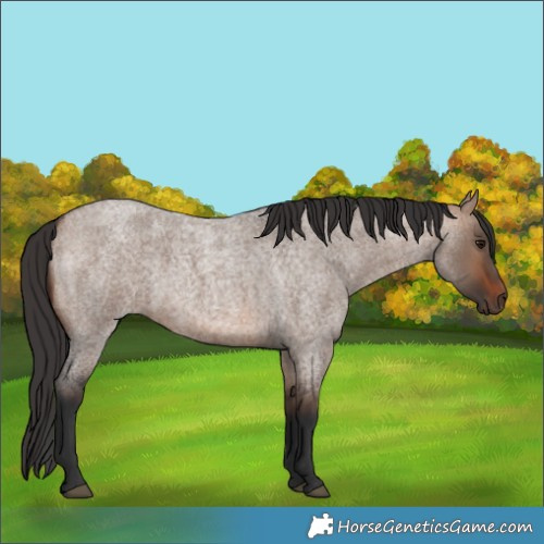 Horse Color:Brown Roan Dun 