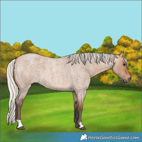 Horse Color:Silver Bay Roan Dun