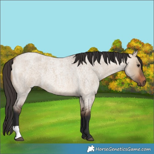 Horse Color:Bay Roan Dun