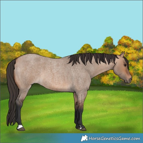 Horse Color:Bay Roan Dun 