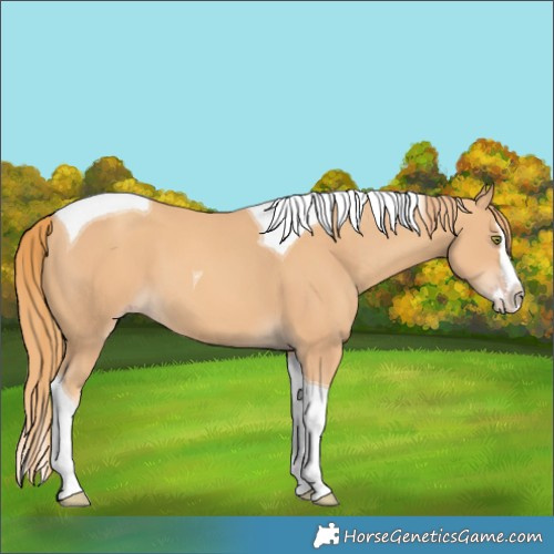 Horse Color:Gold Champagne Splash Tobiano 