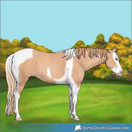 Horse Color:Gold Champagne Splash Tobiano 
