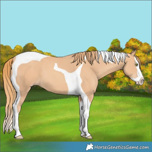 Horse Color:Gold Champagne Splash Tobiano 