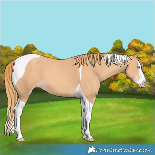 Horse Color:Gold Champagne Splash Tobiano 