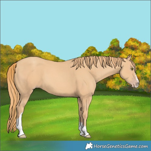 Horse Color:Gold Champagne Splash Tobiano 