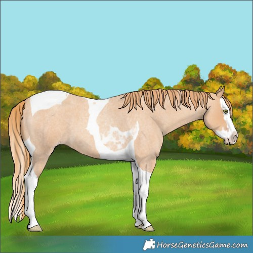 Horse Color:Gold Champagne Roan Splash Tobiano