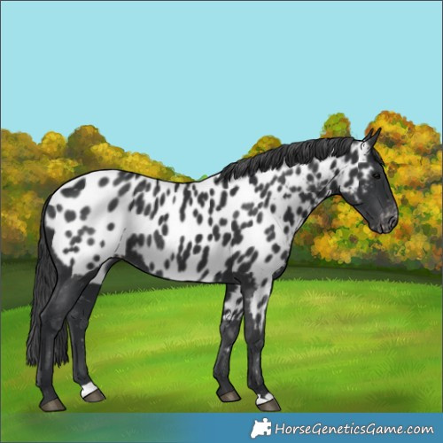 Horse Color:Black Near Leopard Rabicano 