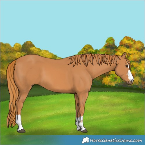 Horse Color:Chestnut 
