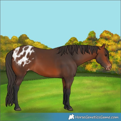 Horse Color:Bay Appaloosa