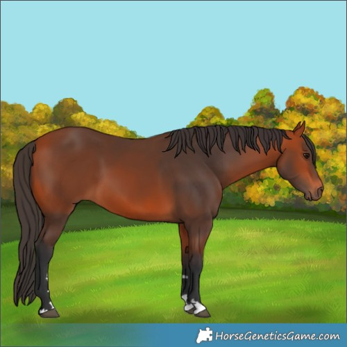 Horse Color:Bay 
