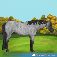 Horse Color:Blue Roan 