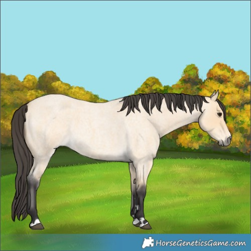 Horse Color:Buckskin Roan 