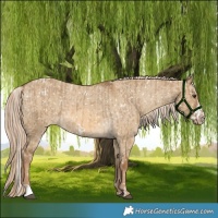 Horse Color:Chocolate Palomino Dun Snowflake Varnish  and Chocolate Palomino Dun Frame Snowflake Varnish 