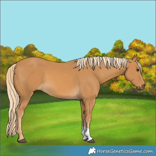 Horse Color:Palomino