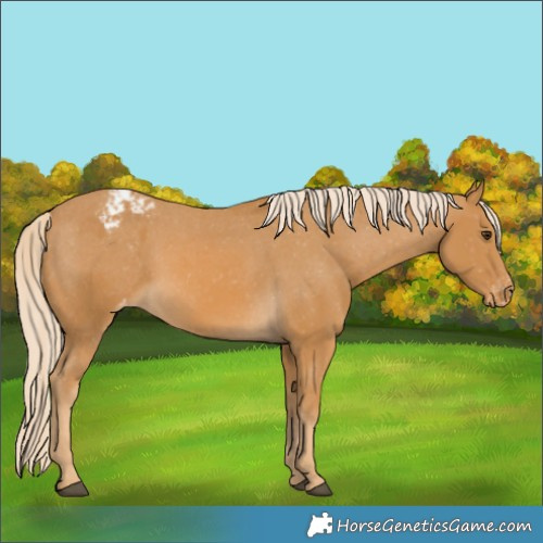 Horse Color:Palomino Varnish 