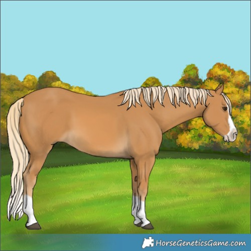 Horse Color:Palomino Splash 