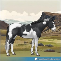 Horse Color:Black Splash Tobiano Frame 