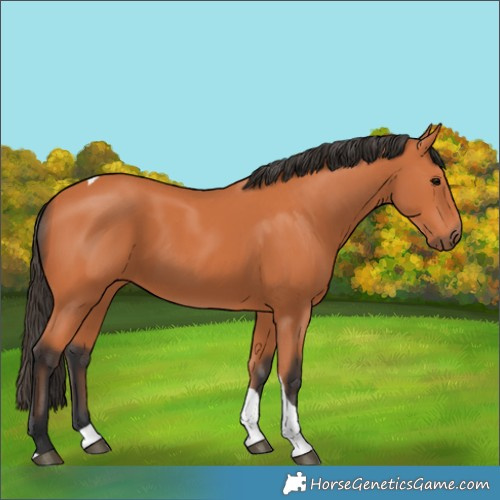 Horse Color:Bay Tobiano 